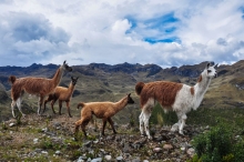 Imagen Parque Nacional el Cajas